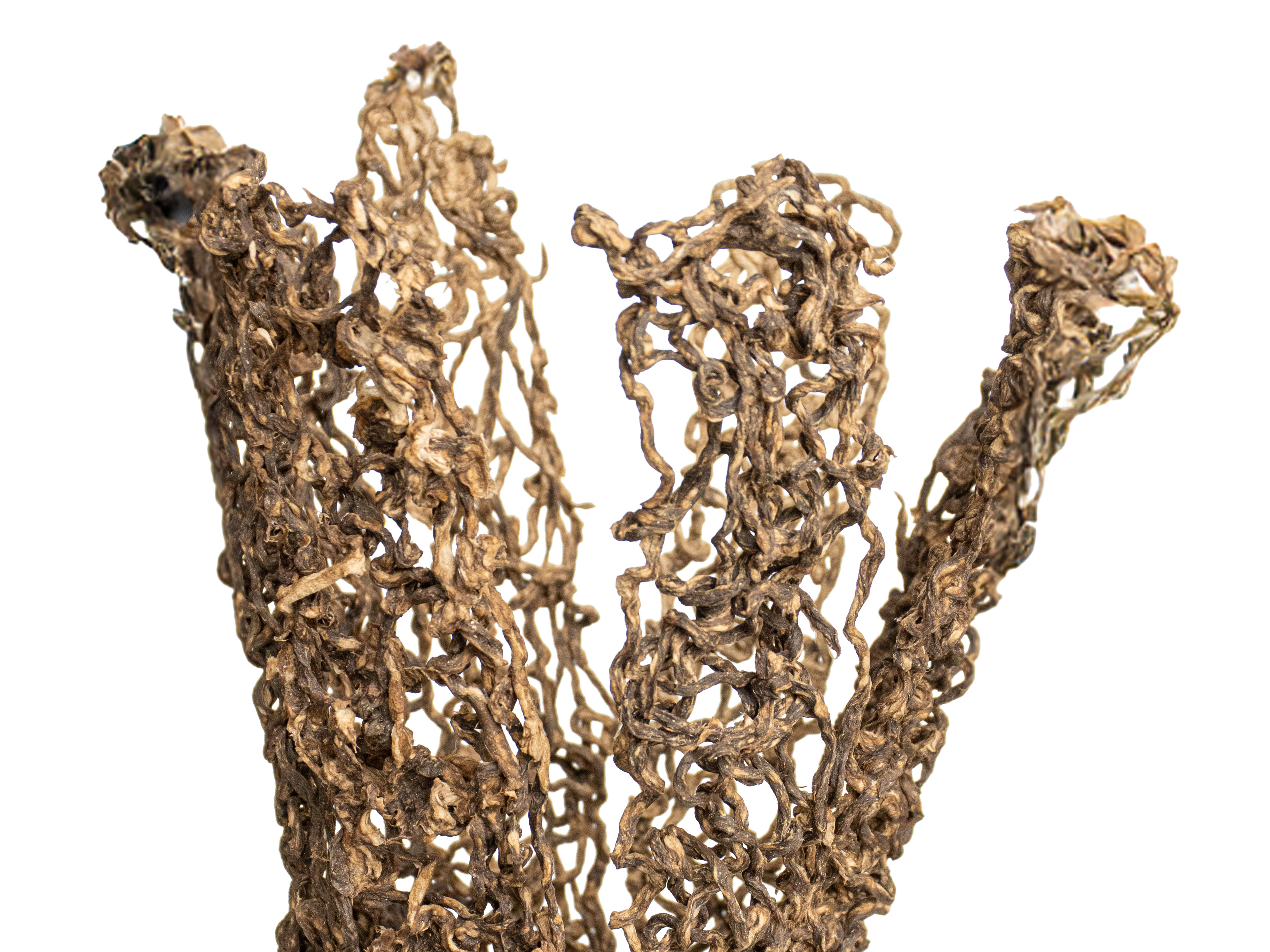 After Uprooting root-like cardboard composite object on white